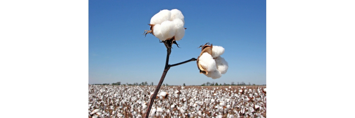 Why Organic Cotton Is Better