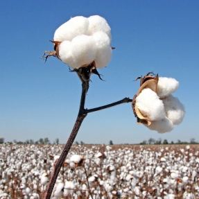 Why Organic Cotton Is Better