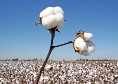 Why Organic Cotton Is Better